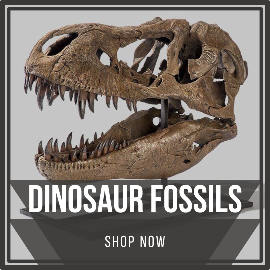 Dinosaur Fossils
