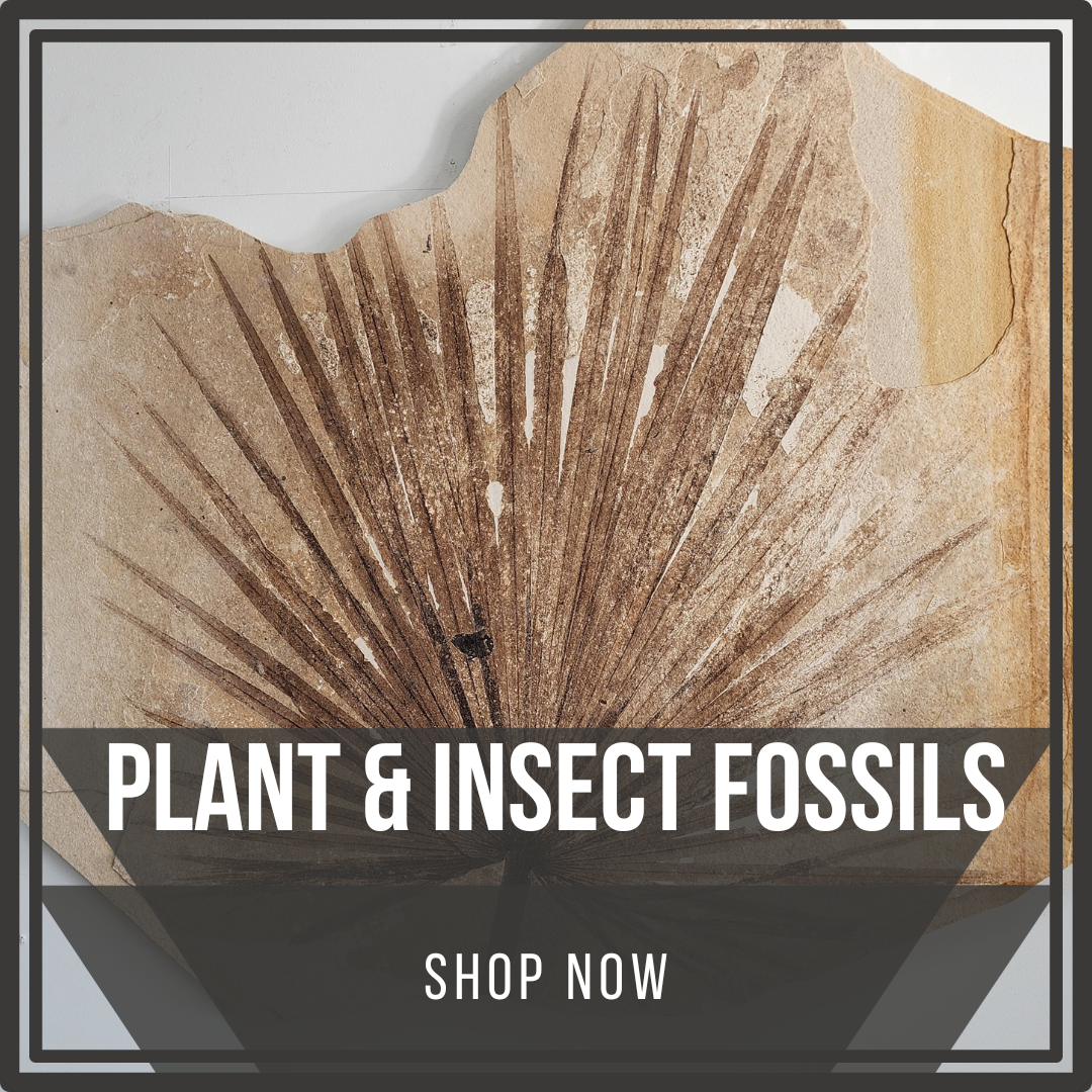 Plant & Insect Fossils