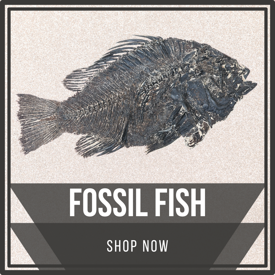 Fossil Fish