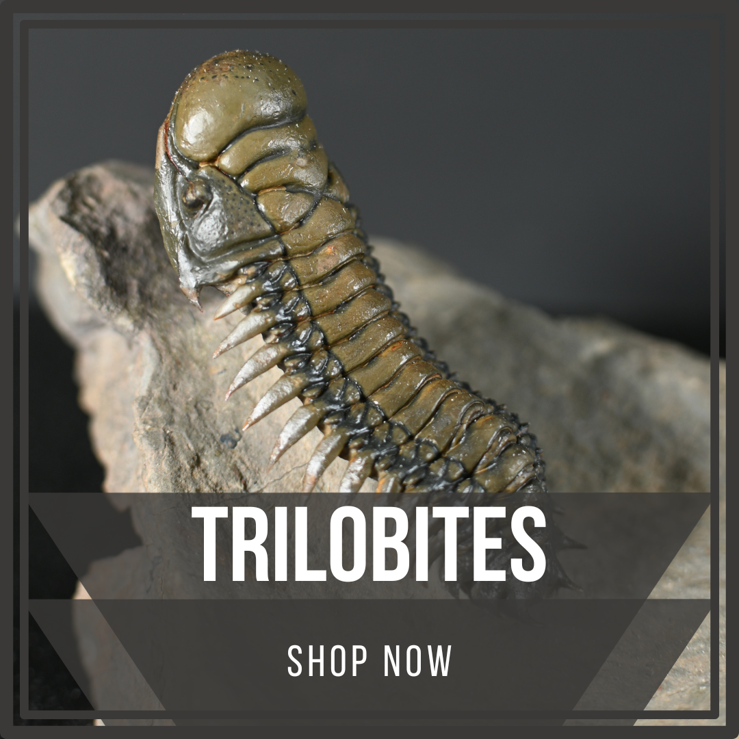 Trilobites