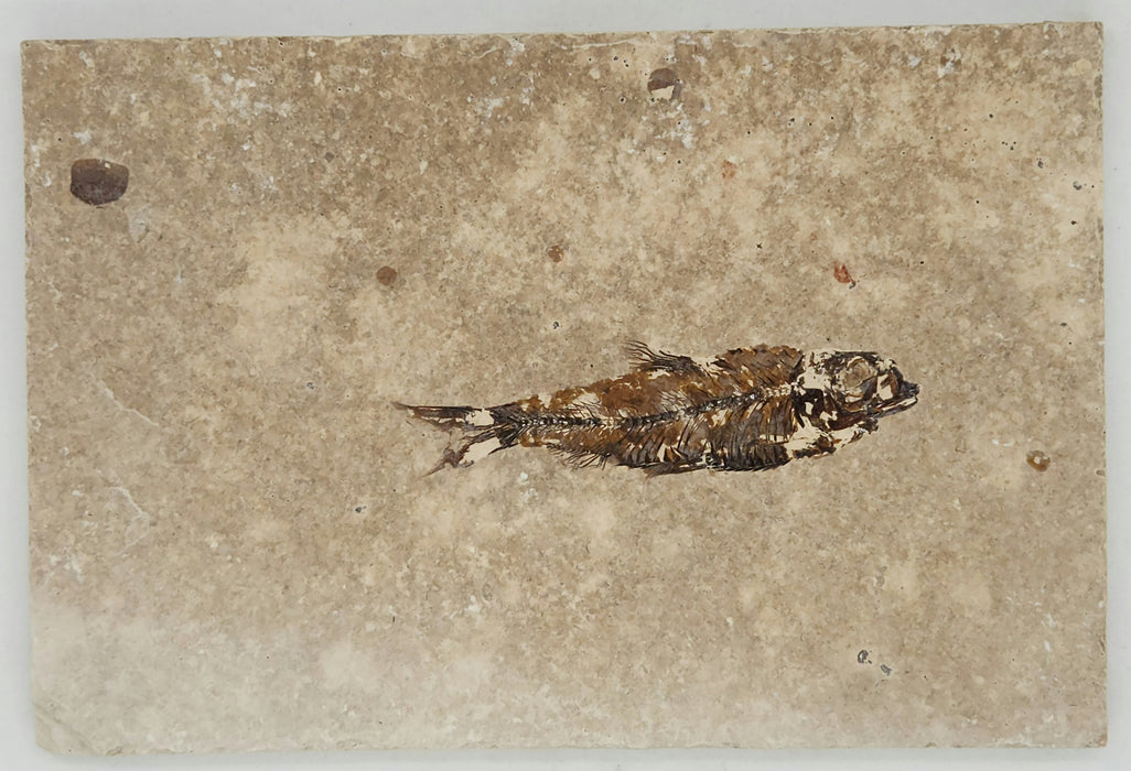 2.75" Knightia eocaena | 100% Natural | Green River Formation | Wyoming