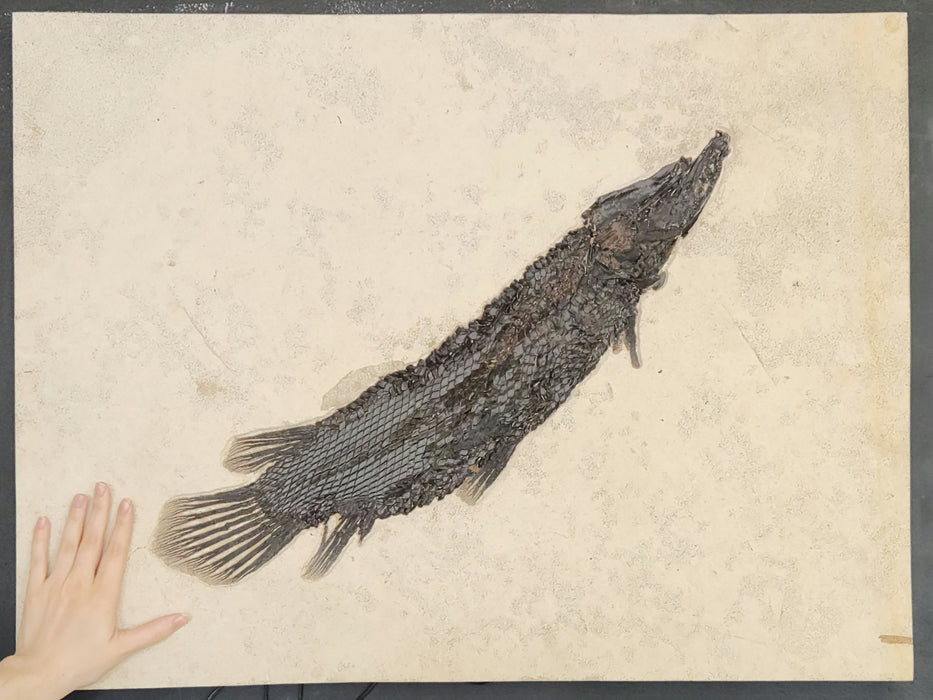 Garfish | Atractosteus simplex | Green River Formation | Wyoming