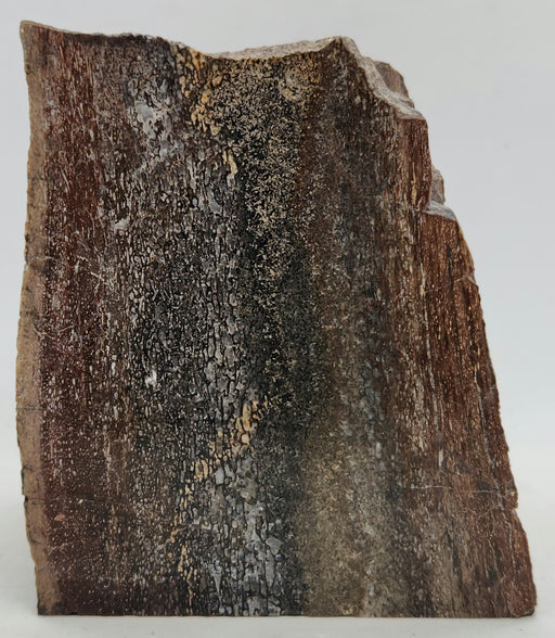 In Stone Fossils