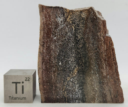 In Stone Fossils