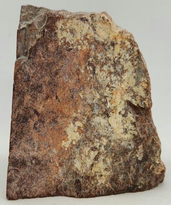 Authentic Dinosaur Bone Section