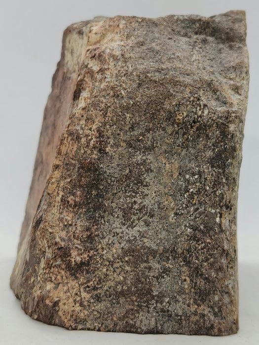 Authentic Dinosaur Bone Section