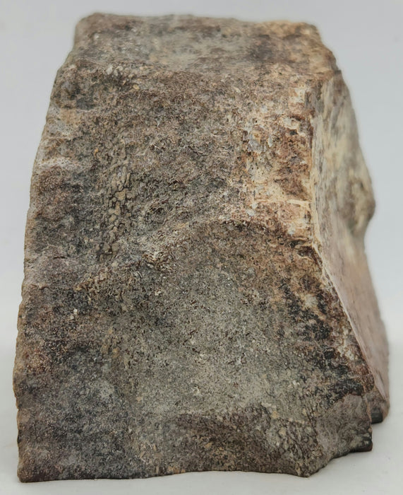 Authentic Dinosaur Bone Section