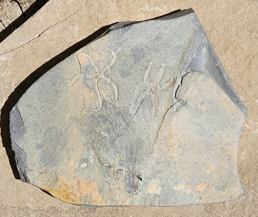 Double Ophiuroidea Brittle Stars | Morocco
