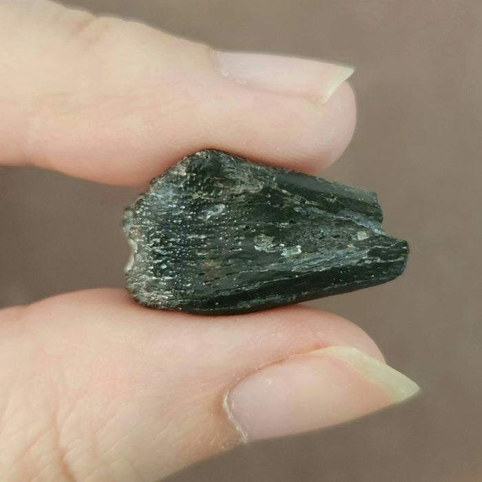 Struthiomimus Foot Claw | Aguja Formation