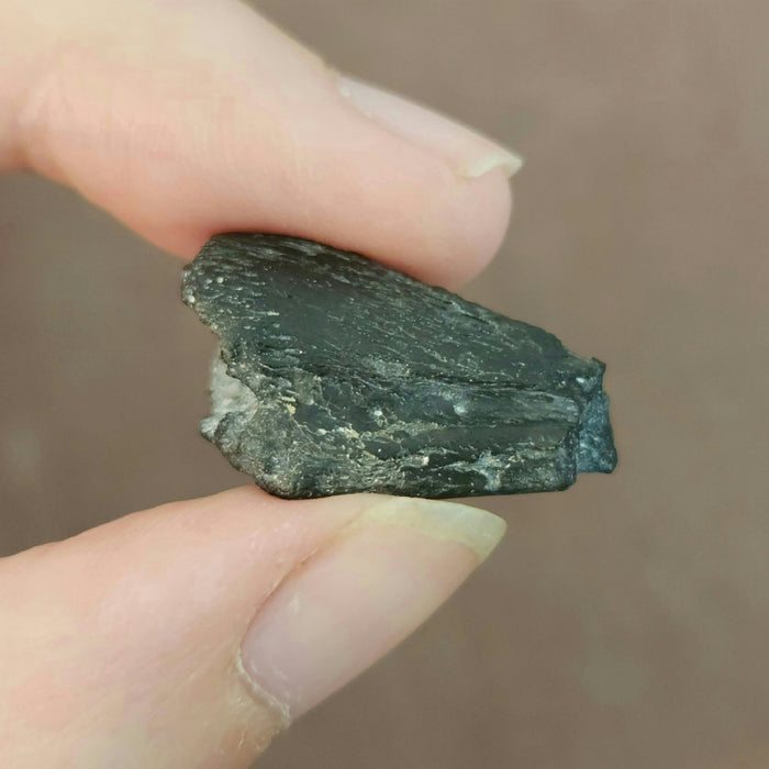 Struthiomimus Foot Claw | Aguja Formation