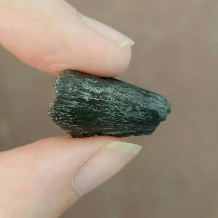 Struthiomimus Foot Claw | Aguja Formation