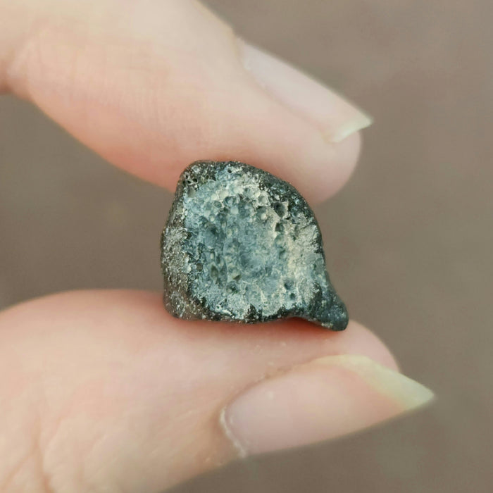 Struthiomimus Foot Claw | Aguja Formation