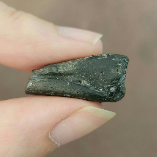 In Stone Fossils