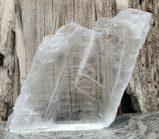 In Stone Fossils