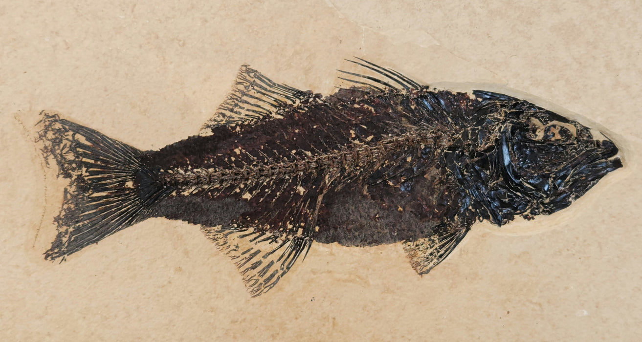 Mioplosus labracoides | Green River Formation | Wyoming