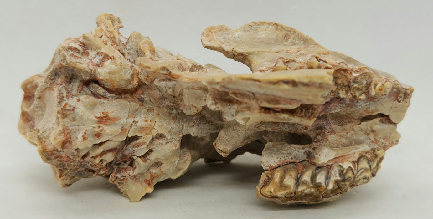 Fossil Deer-like Ruminant Skull | Leptomeryx evansi | South Dakota