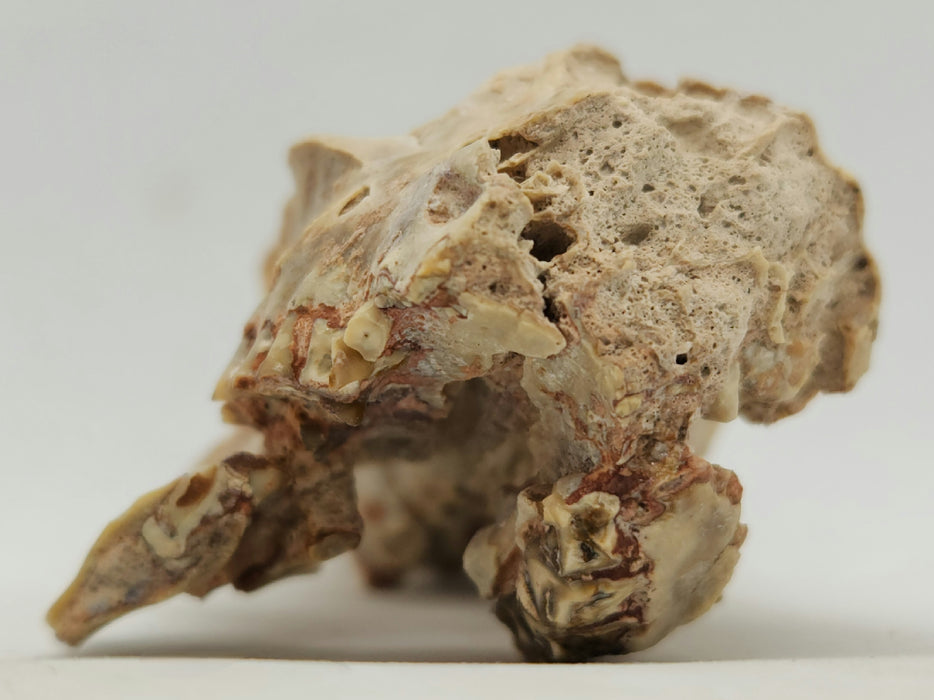 Fossil Deer-like Ruminant Skull | Leptomeryx evansi | South Dakota