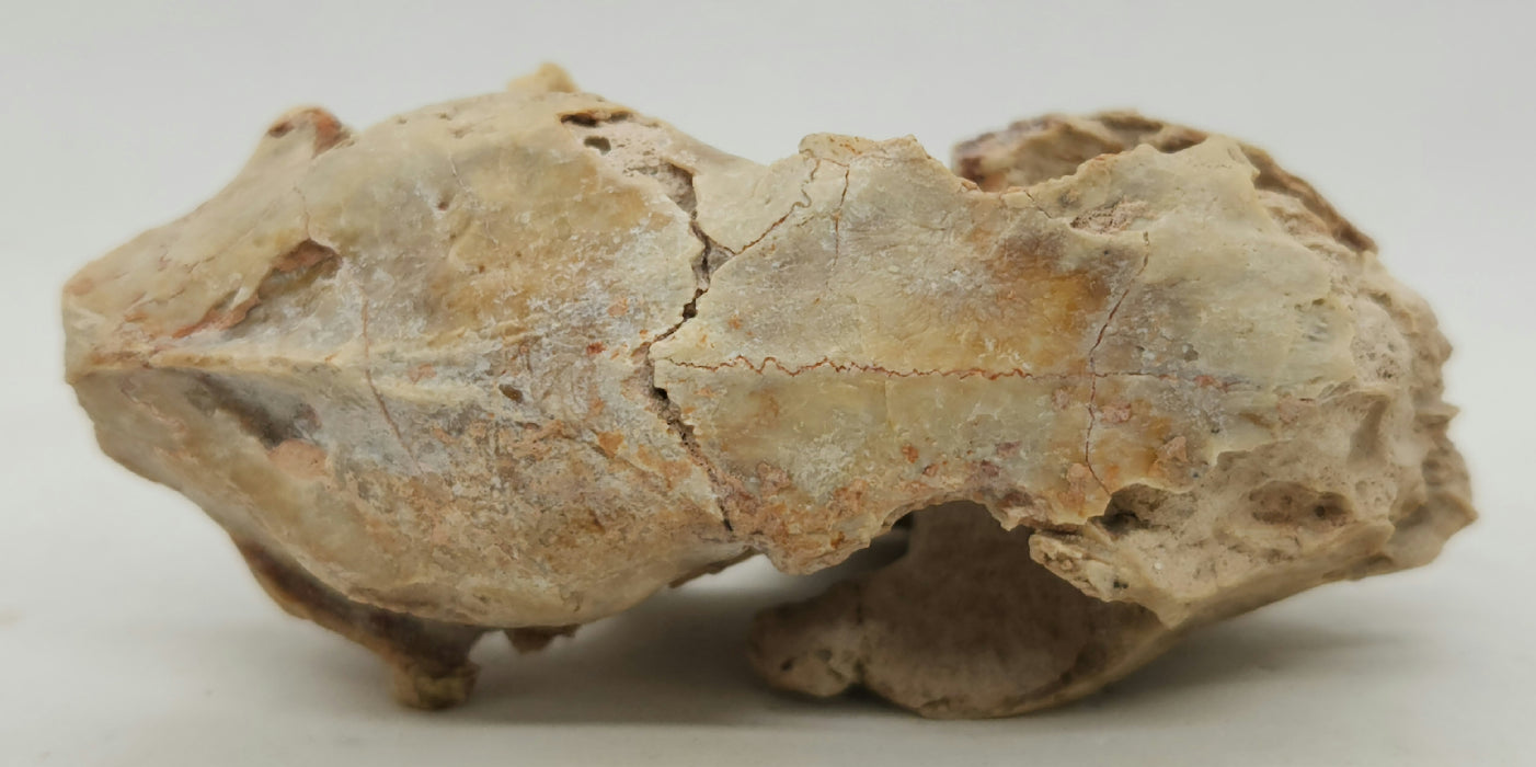 Fossil Deer-like Ruminant Skull | Leptomeryx evansi | South Dakota