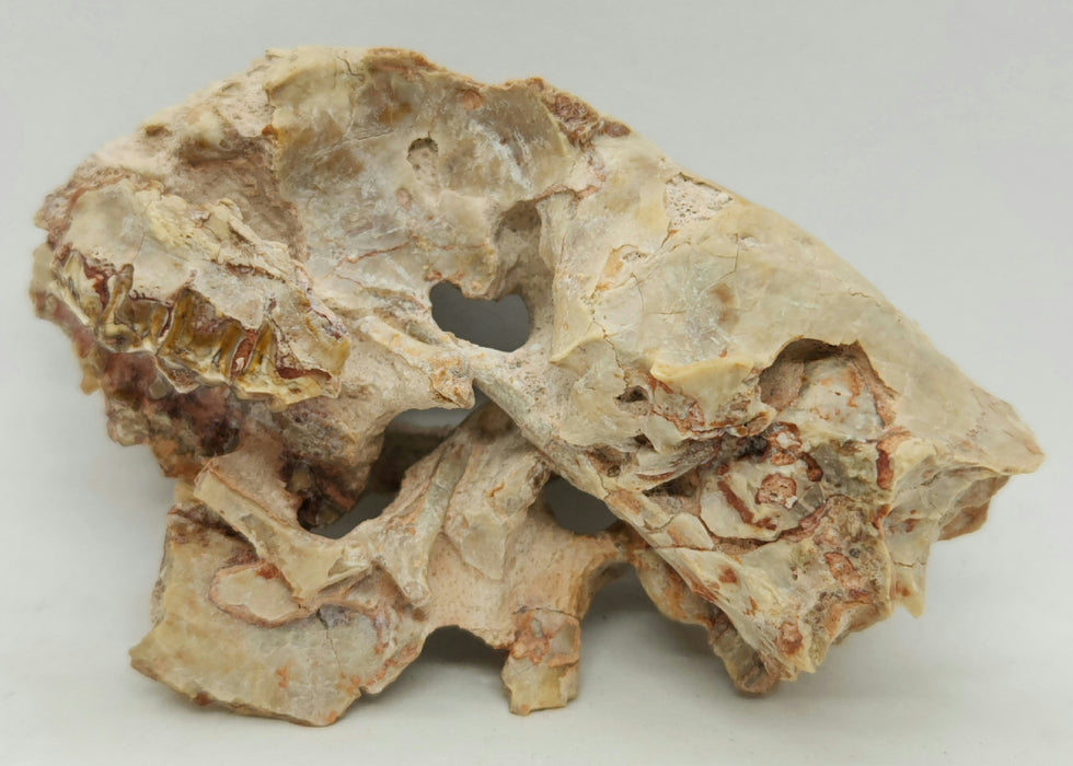 Fossil Deer-like Ruminant Skull | Leptomeryx evansi | South Dakota