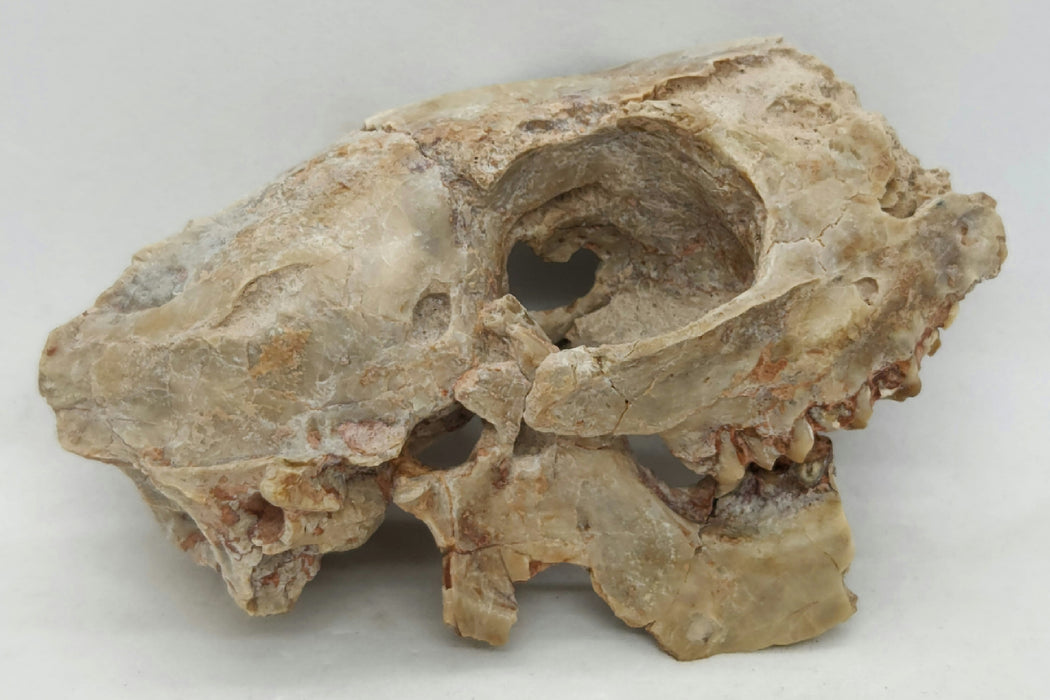Fossil Deer-like Ruminant Skull | Leptomeryx evansi | South Dakota