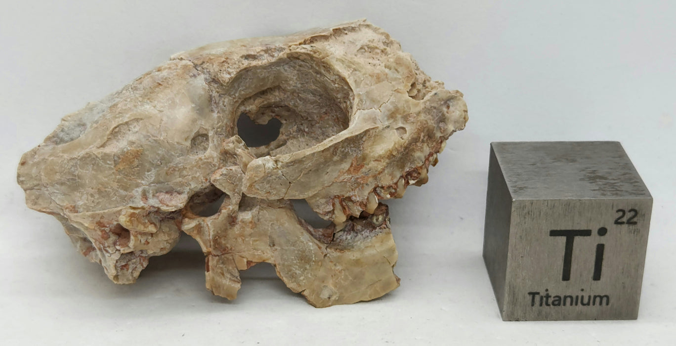 Fossil Deer-like Ruminant Skull | Leptomeryx evansi | South Dakota