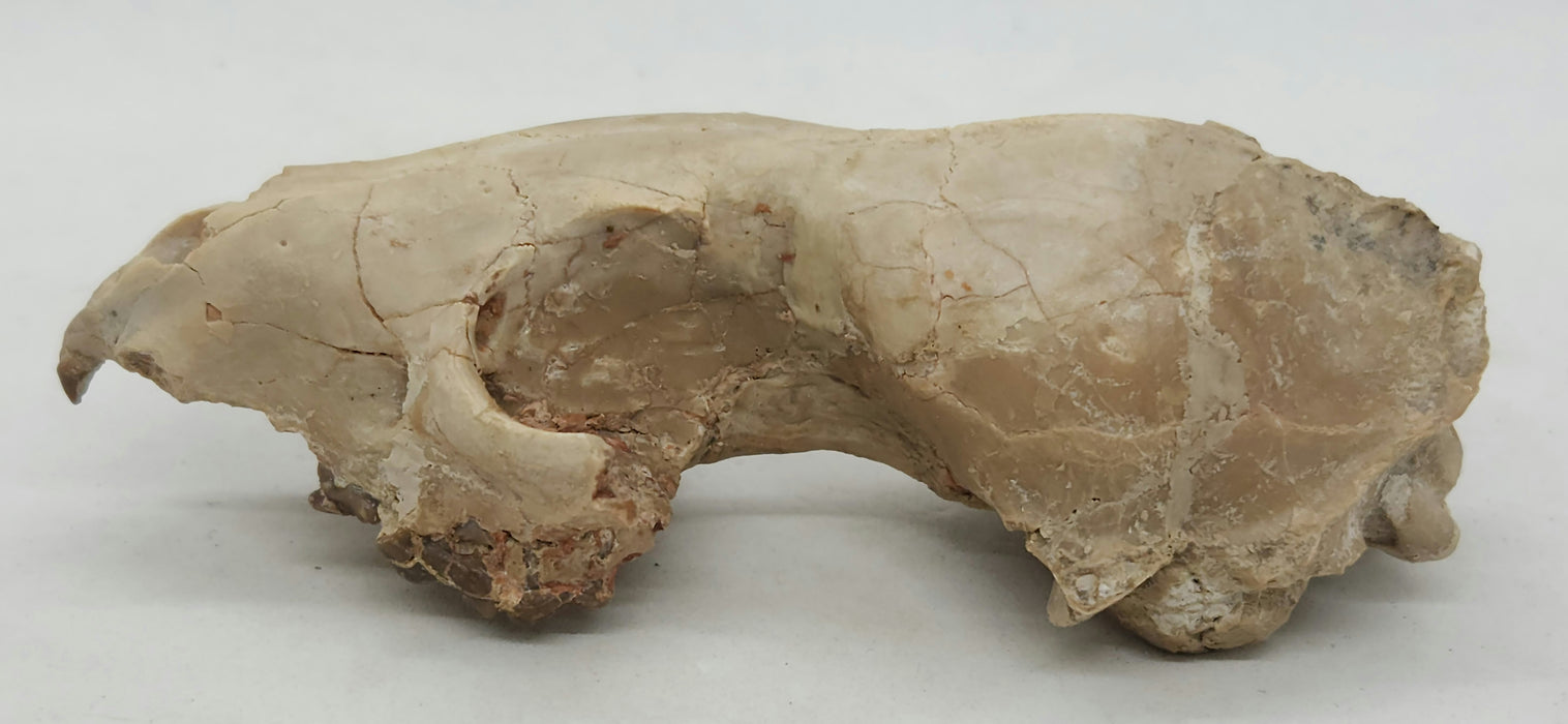 Fossil Fox Skull | Hesperocyon | South Dakota
