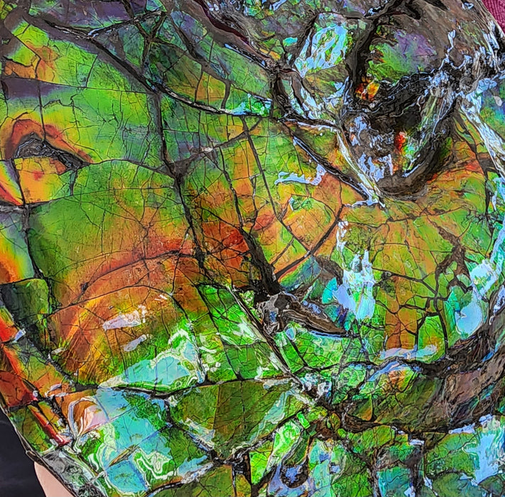 Canadian Ammonite with Ammolite Gem Specimen | Canada
