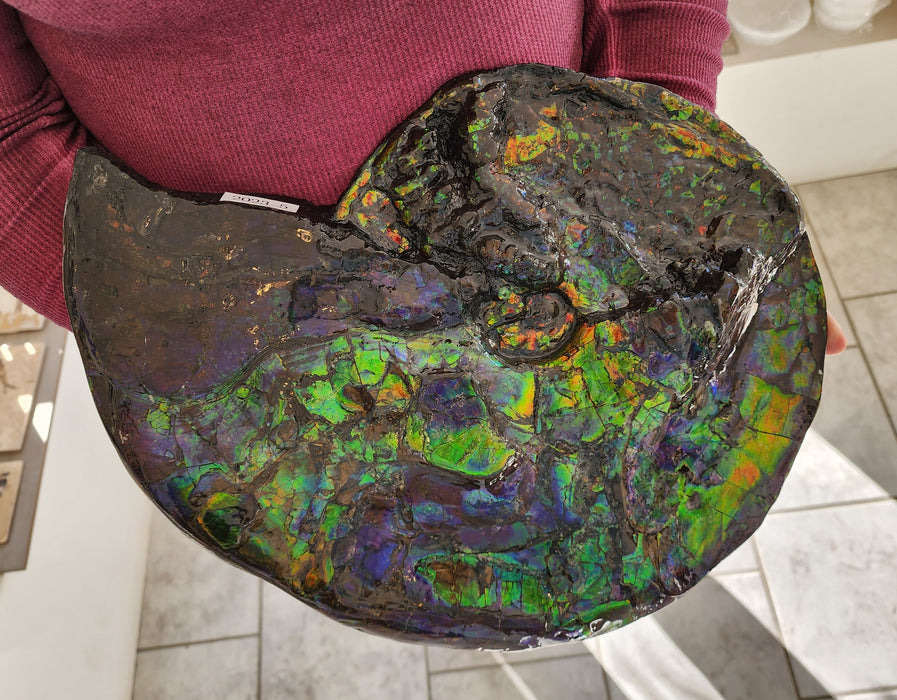 Canadian Ammonite with Ammolite Gem Specimen | Canada