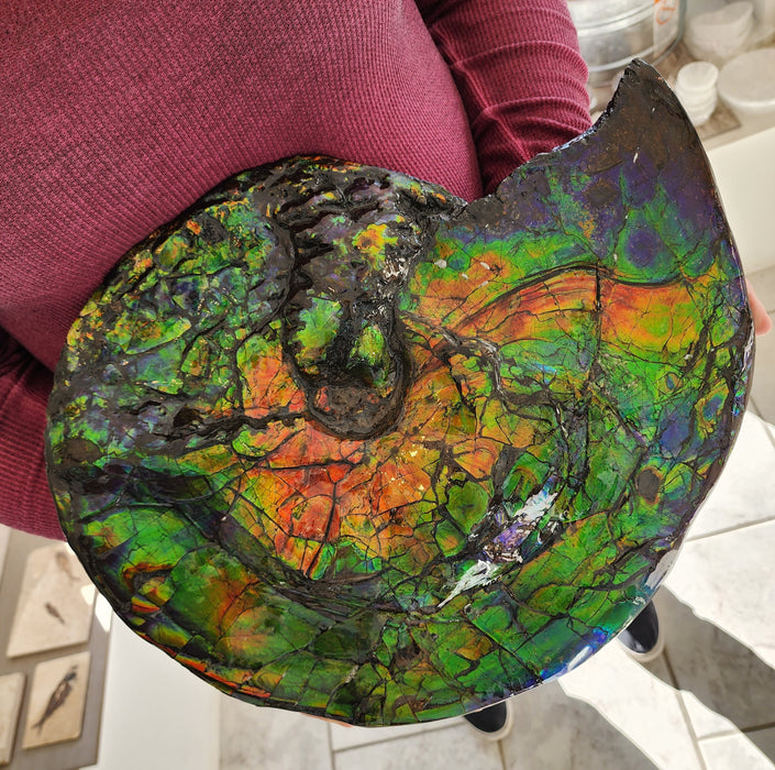 Canadian Ammonite with Ammolite Gem Specimen | Canada