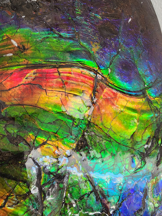 Canadian Ammonite with Ammolite Gem Specimen | Canada