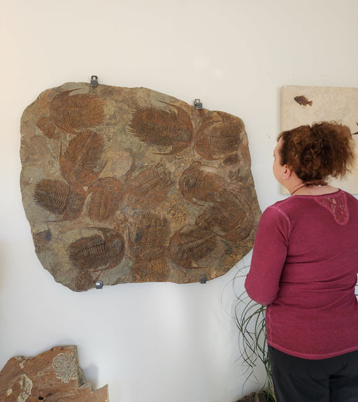 In Stone Fossils