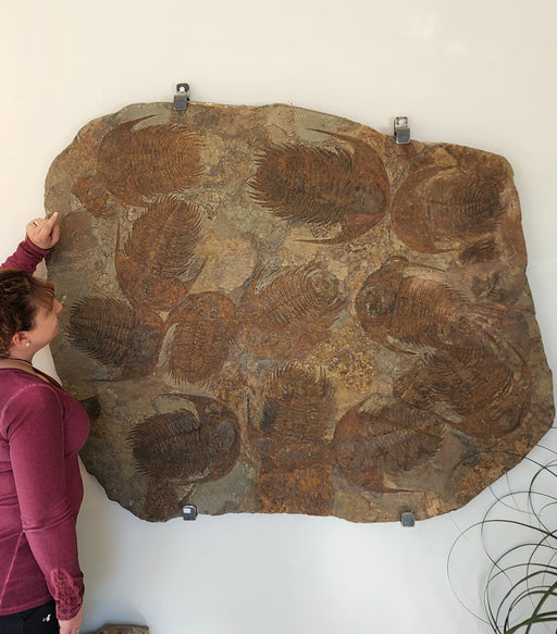 In Stone Fossils
