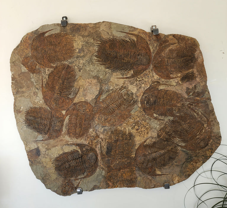 Large Mortality Plate of Acadoparadoxides briareus (Paradoxides) Trilobites | Morocco