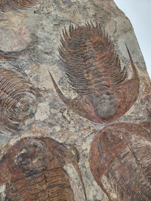 Large Mortality Plate of Acadoparadoxides briareus (Paradoxides) Trilobites | Morocco