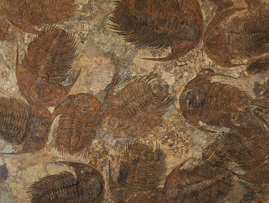 Large Mortality Plate of Acadoparadoxides briareus (Paradoxides) Trilobites | Morocco