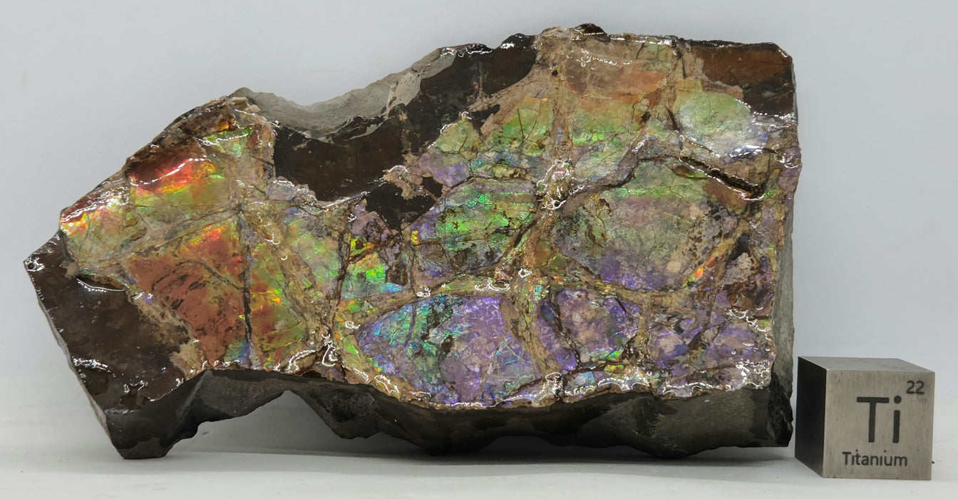 Ammolite Specimen | Canada