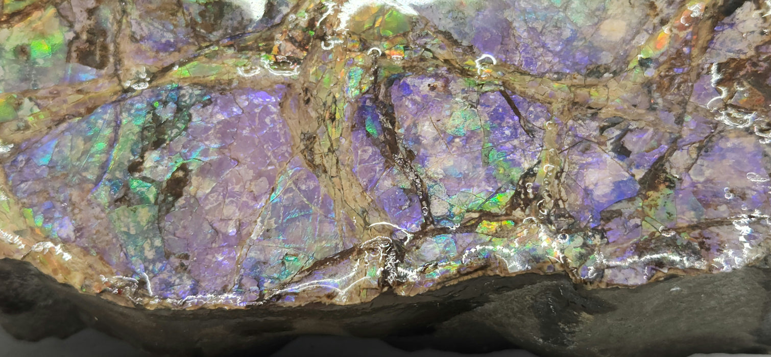 Ammolite Specimen | Canada
