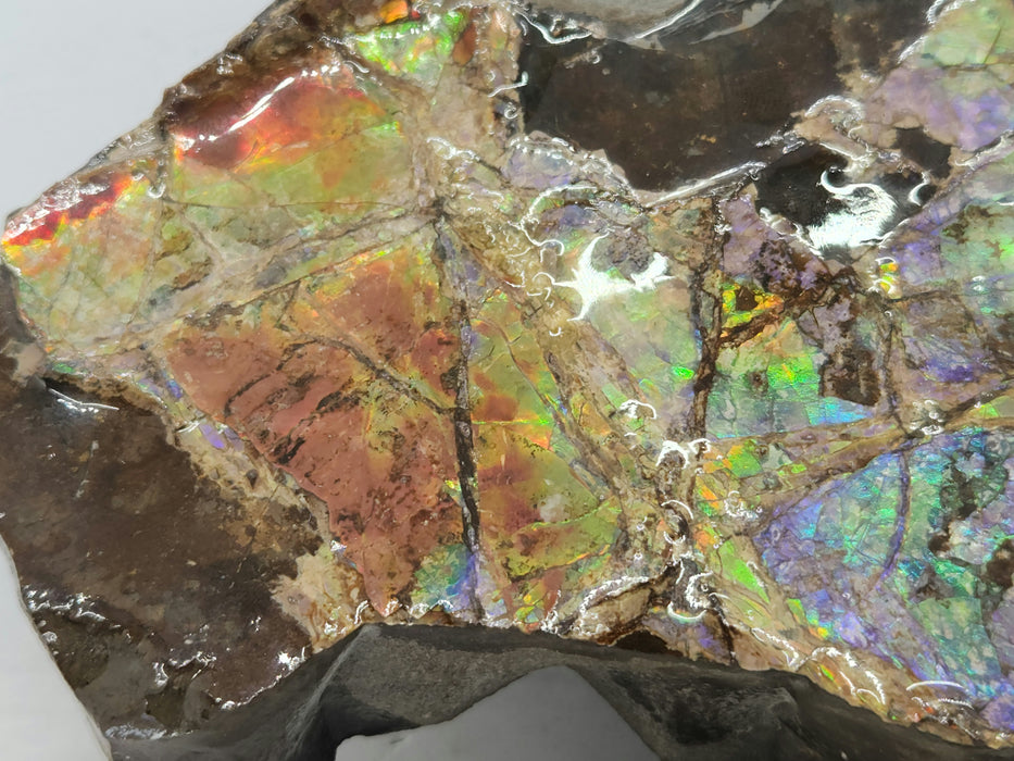 Ammolite Specimen | Canada