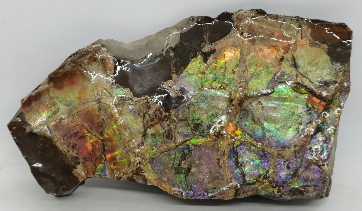 Ammolite Specimen | Canada