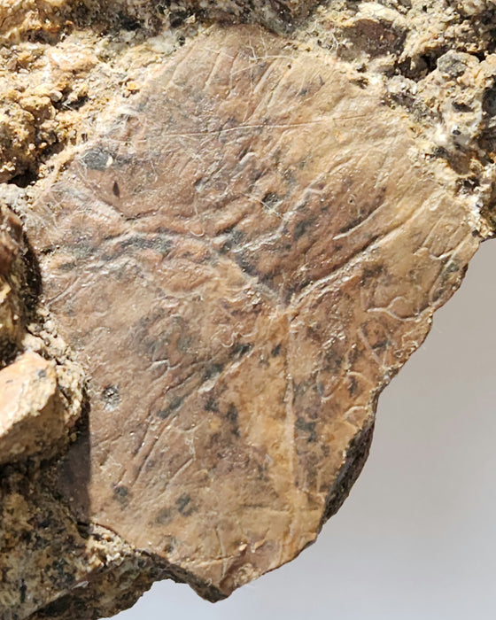 Ceratopsian Teeth in Matrix | Aguja Formation