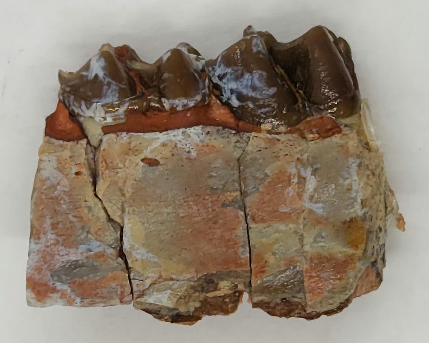 Horse Jaw Section | South Dakota