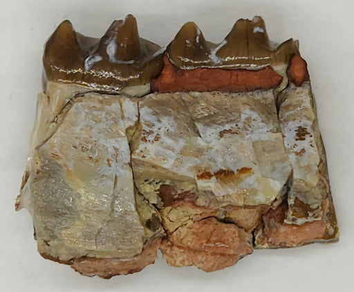 In Stone Fossils