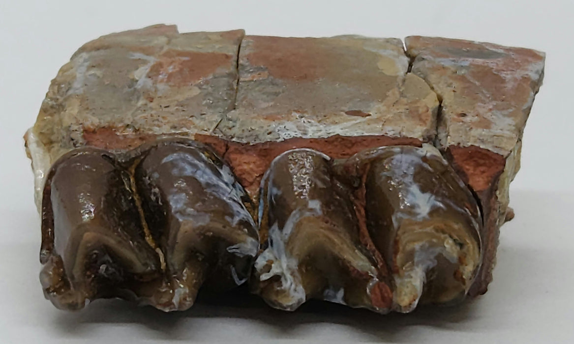 Horse Jaw Section | South Dakota