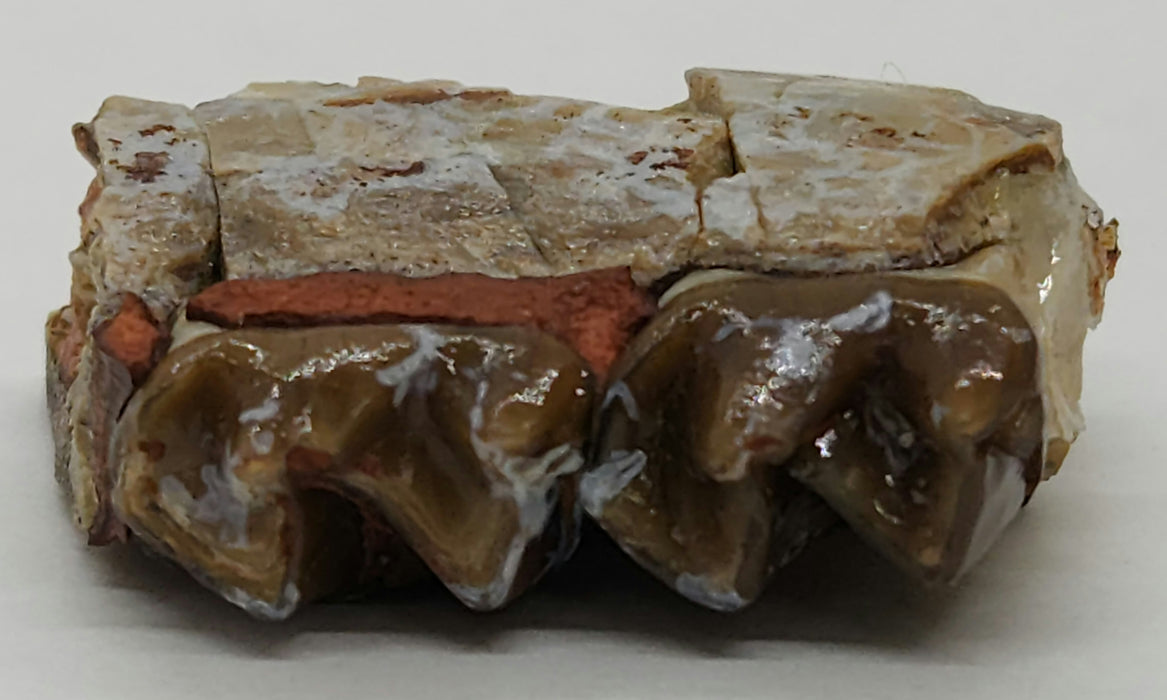 Horse Jaw Section | South Dakota