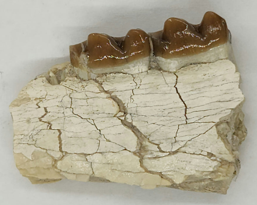Horse Jaw Section | South Dakota