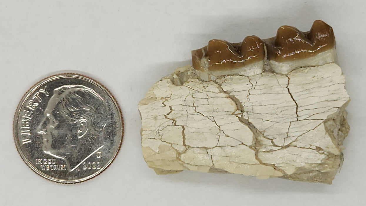 Horse Jaw Section | South Dakota