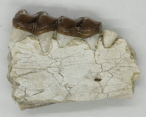In Stone Fossils
