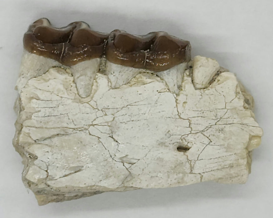 Horse Jaw Section | South Dakota