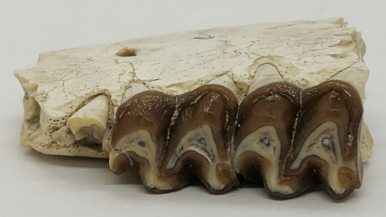 Horse Jaw Section | South Dakota