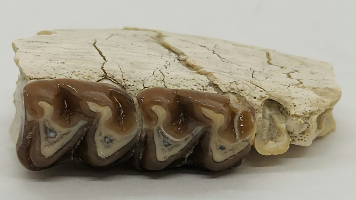 Horse Jaw Section | South Dakota